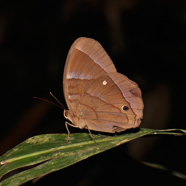 The Jungle glory (Thaumantis diores) (16364439481)