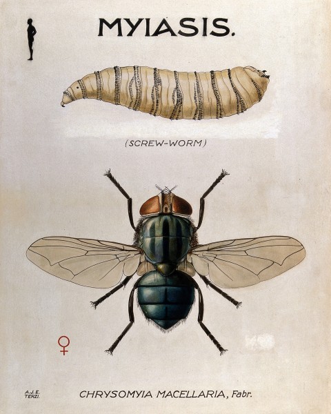 The larva and fly of Chrysomyia macellaria. Coloured drawing Wellcome V0022565