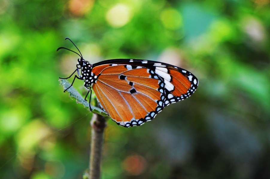 The plain tiger