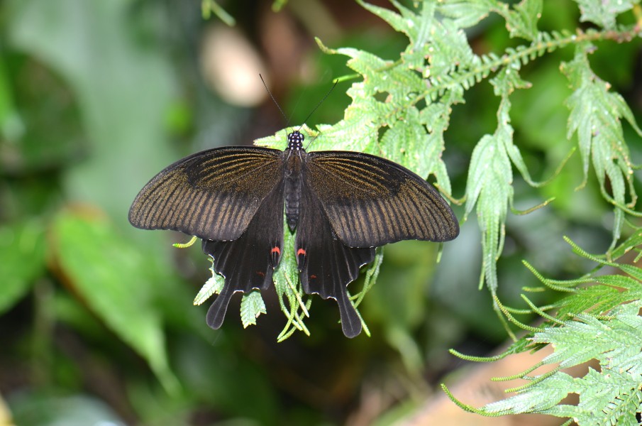 The Red Helen (Papilio helenus) (23894814783)