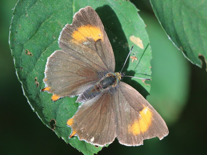 Thecla betulae 01