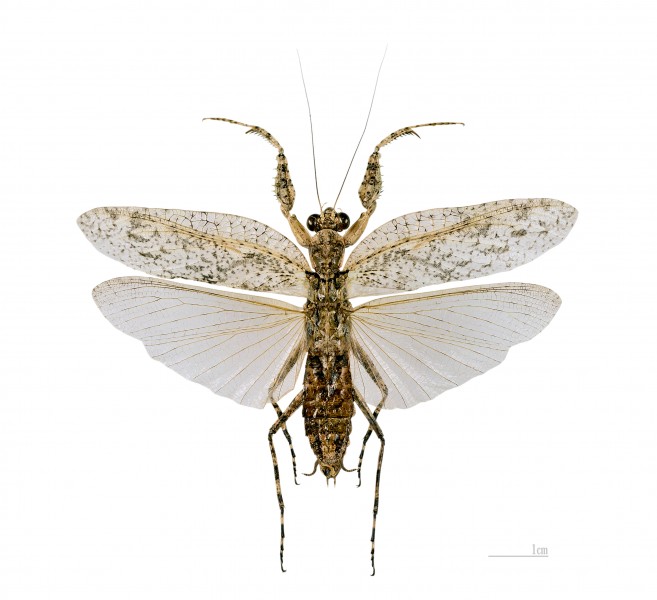 Theopompa servillei MHNT