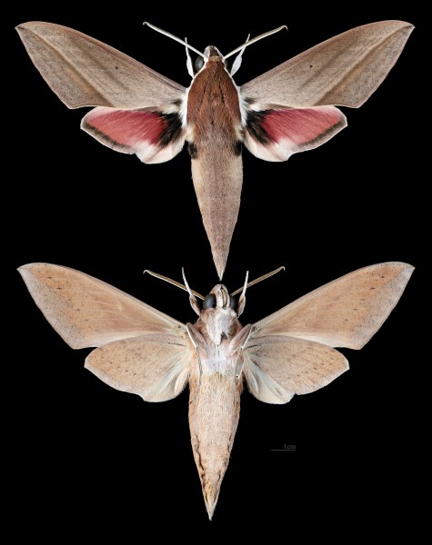 Theretra alecto MHNT CUT 2010 0 236 Ksara Liban male