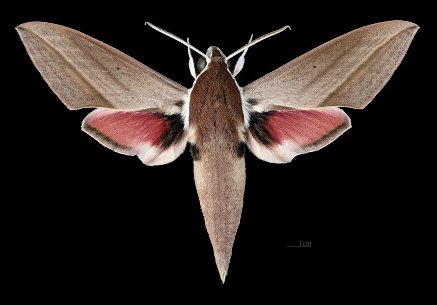 Theretra alecto MHNT CUT 2010 0 236 Ksara Liban male dorsal
