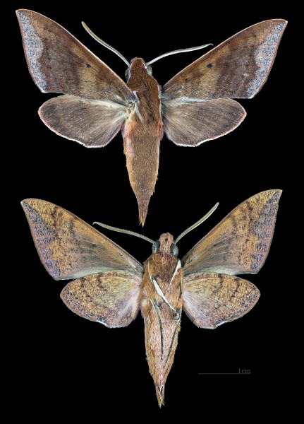 Theretra castanea MHNT CUT 2010 0 128 Mahabaleshwar India