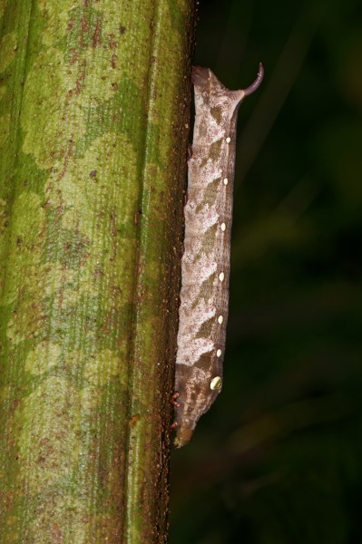 Theretra clotho-Kadavoor-2016-08-29-002