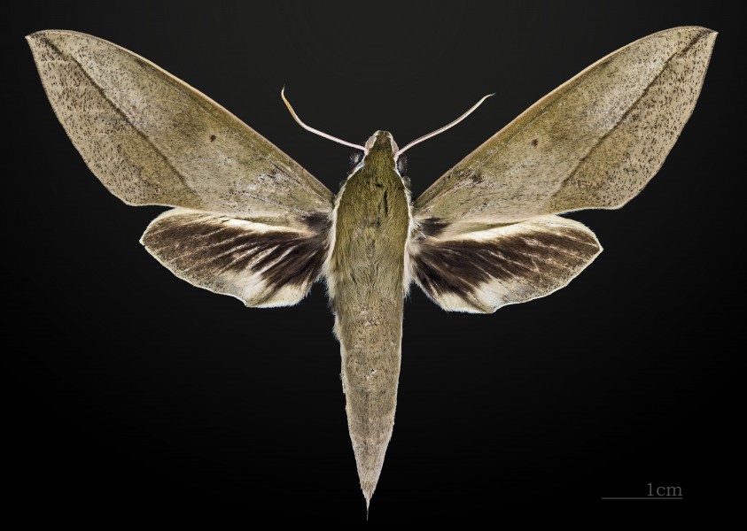 Theretra clotho MHNT CUT 2010 0 18 Thailande Khao Yai National Park male dorsal