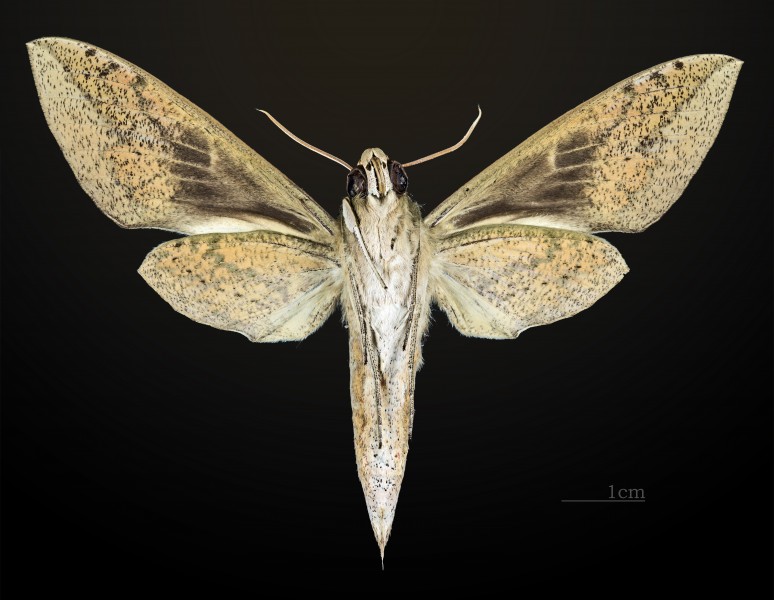 Theretra clotho MHNT CUT 2010 0 18 Thailande Khao Yai National Park male ventral