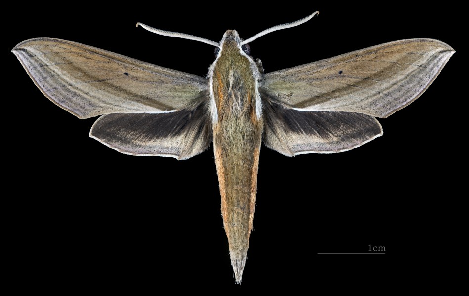Theretra japonica MHNT CUT 2010 0 193 Oosawa Katashina-mura Gunma Japan male dorsal