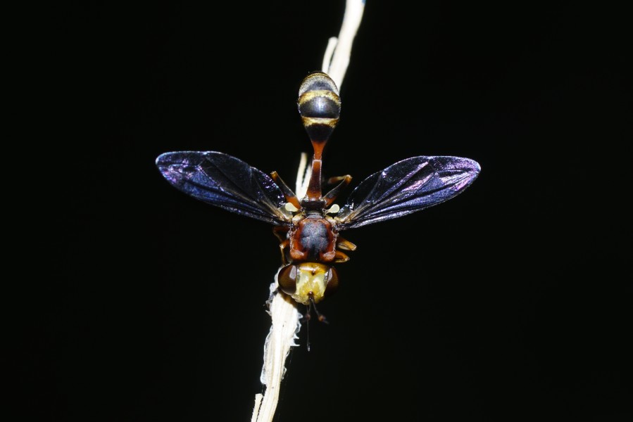 Thick-headed fly 6765