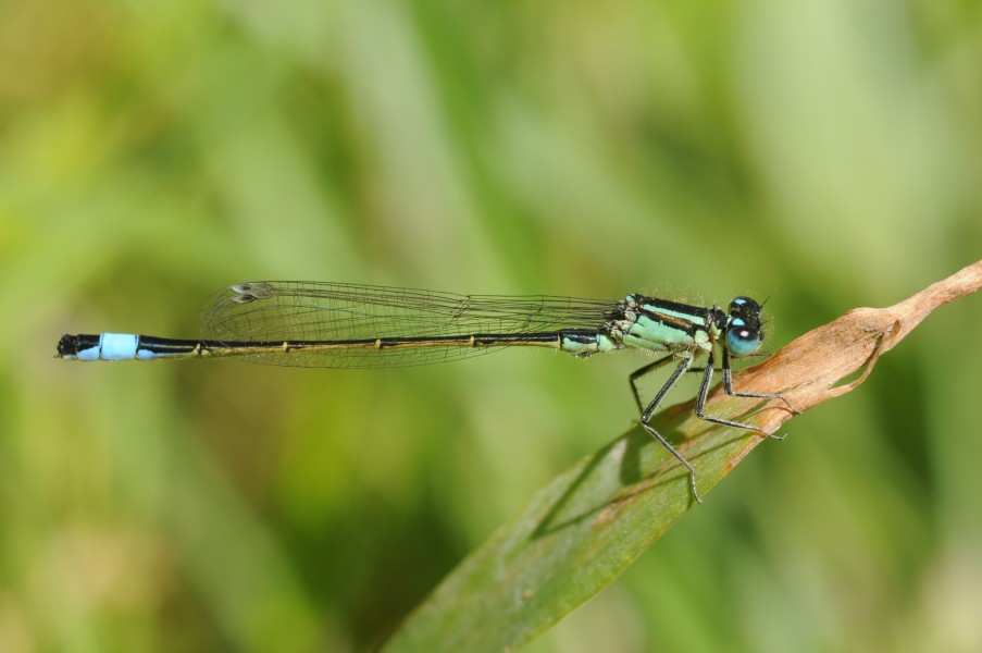 Thomas Bresson - Agrion élégant (by)