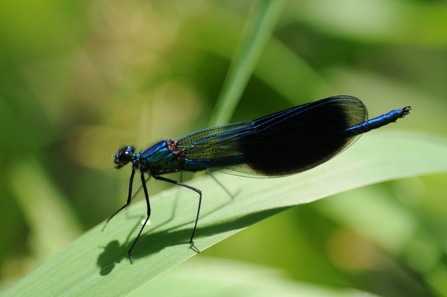 Thomas Bresson - Calopteryx splendens-3 (by)