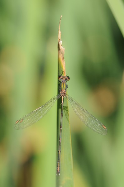 Thomas Bresson - Chalcolestes viridis-10 (by)