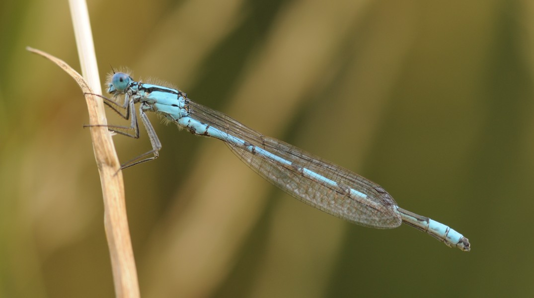 Thomas Bresson - Enallagma cyathigerum (by)