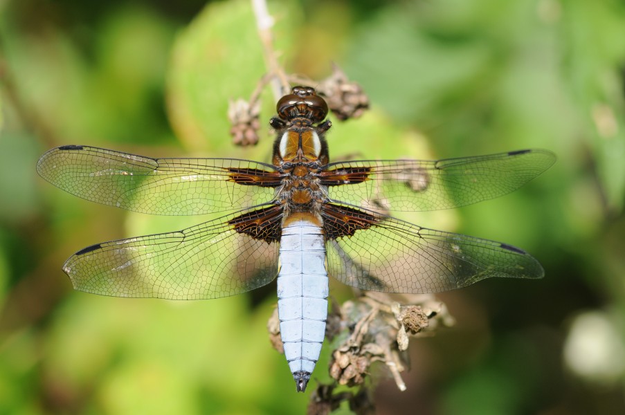 Thomas Bresson - Libellula depressa-6 (by)