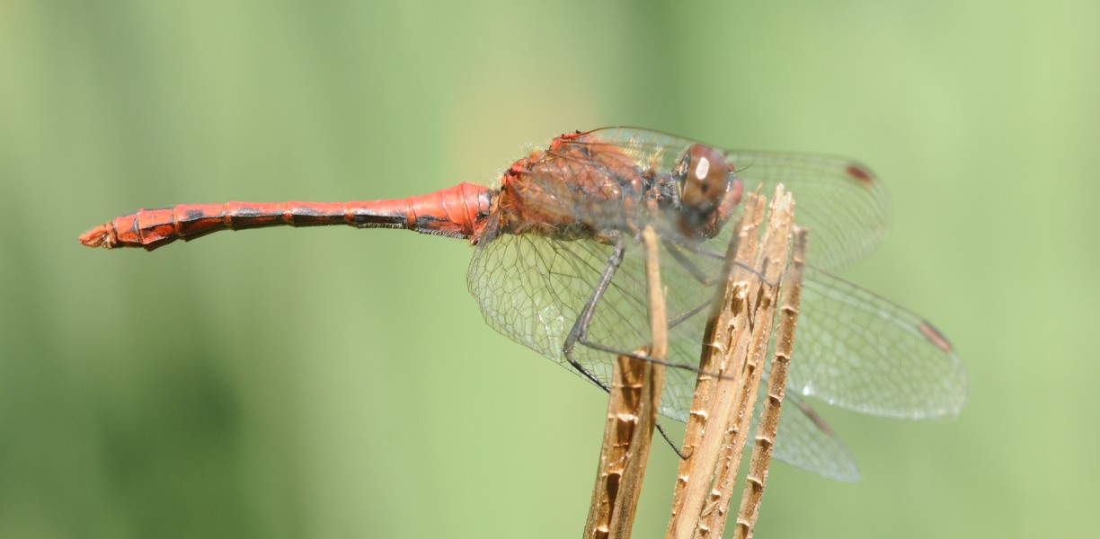 Thomas Bresson - Sympetrum sanguineum-11 (by)