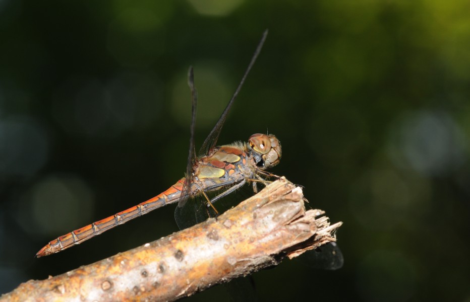 Thomas Bresson - Sympetrum striolatum (by)