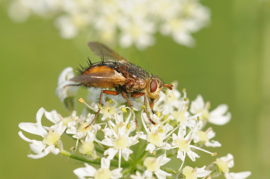 Thomas Bresson - Tachina fera-4 (by)