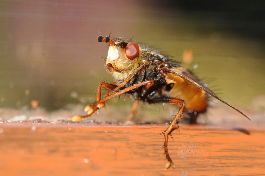 Thomas Bresson - Tachina fera (by)