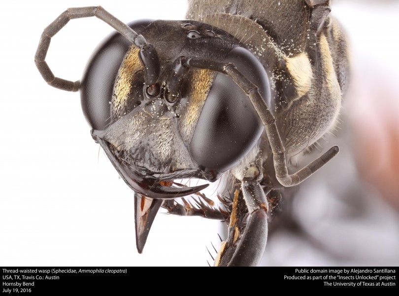 Thread-waisted wasp (Sphecidae, Ammophila cleopatra) (28241587000)