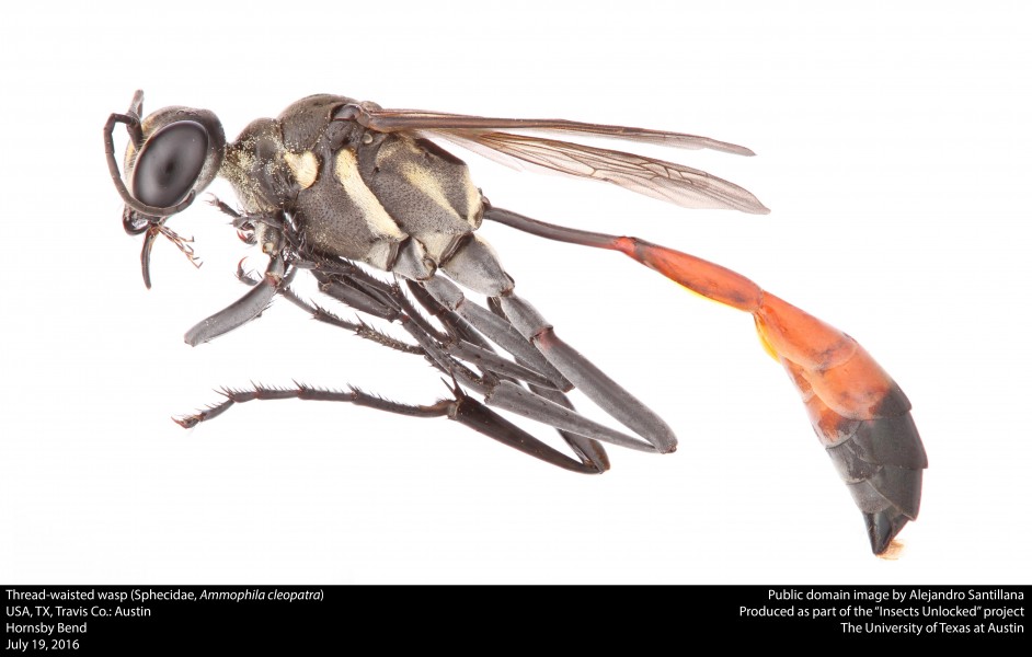 Thread-waisted wasp (Sphecidae, Ammophila cleopatra) (28493118926)
