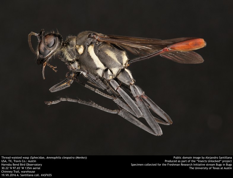 Thread-waisted wasp (Sphecidae, Ammophila cleopatra (Menke)) (36255464596)