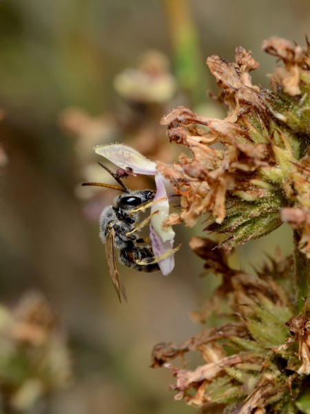 Thrincohalictus prognathus male 1