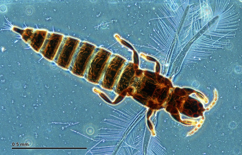 Thrips (265 03)