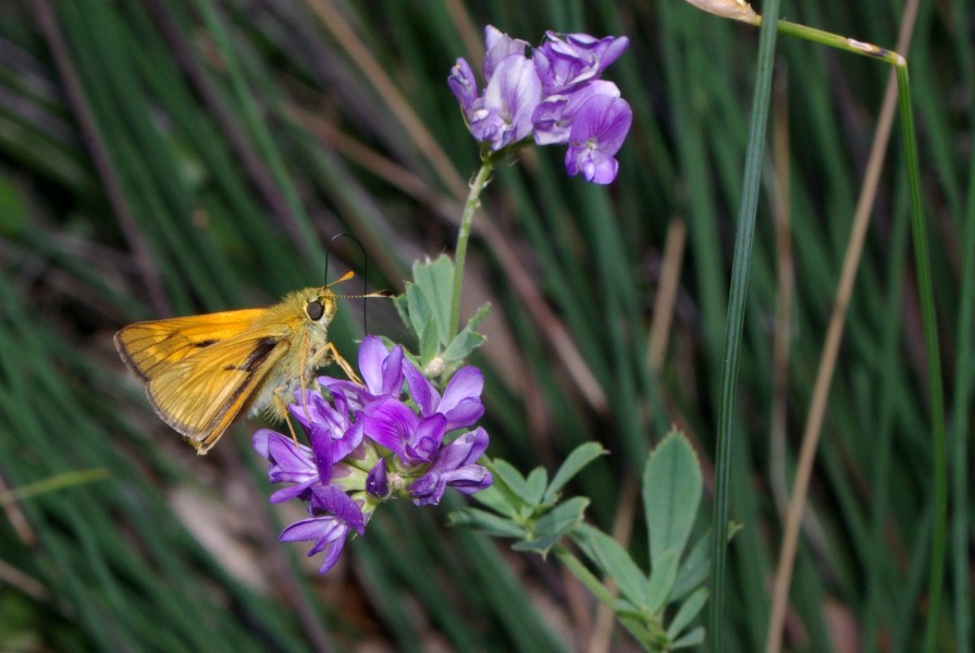 Thymelicus sylvestris 02 by-dpc