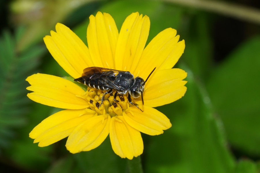 Thyreus nitidulus 09249