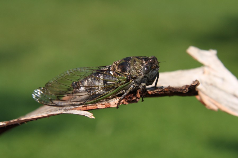 Tibicen canicularis1 BS