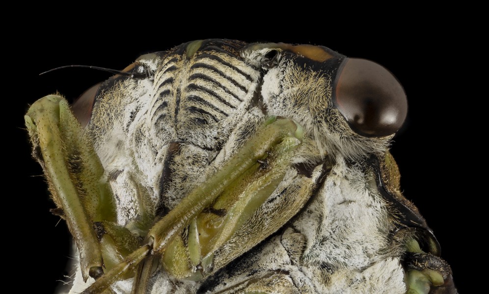 Tibicen tibicen, Cicada, face2, md, upper marlboro, pg county 2014-09-02-12.11.53 ZS PMax (14956068437)