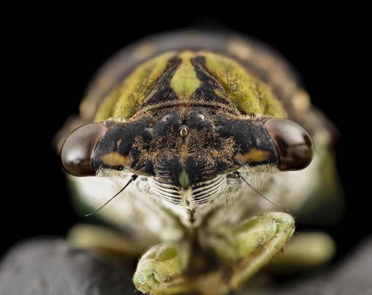 Tibicen tibicen, Cicada, face, md, upper marlboro, pg county 2014-09-02-11.56.49 ZS PMax (14956065738)