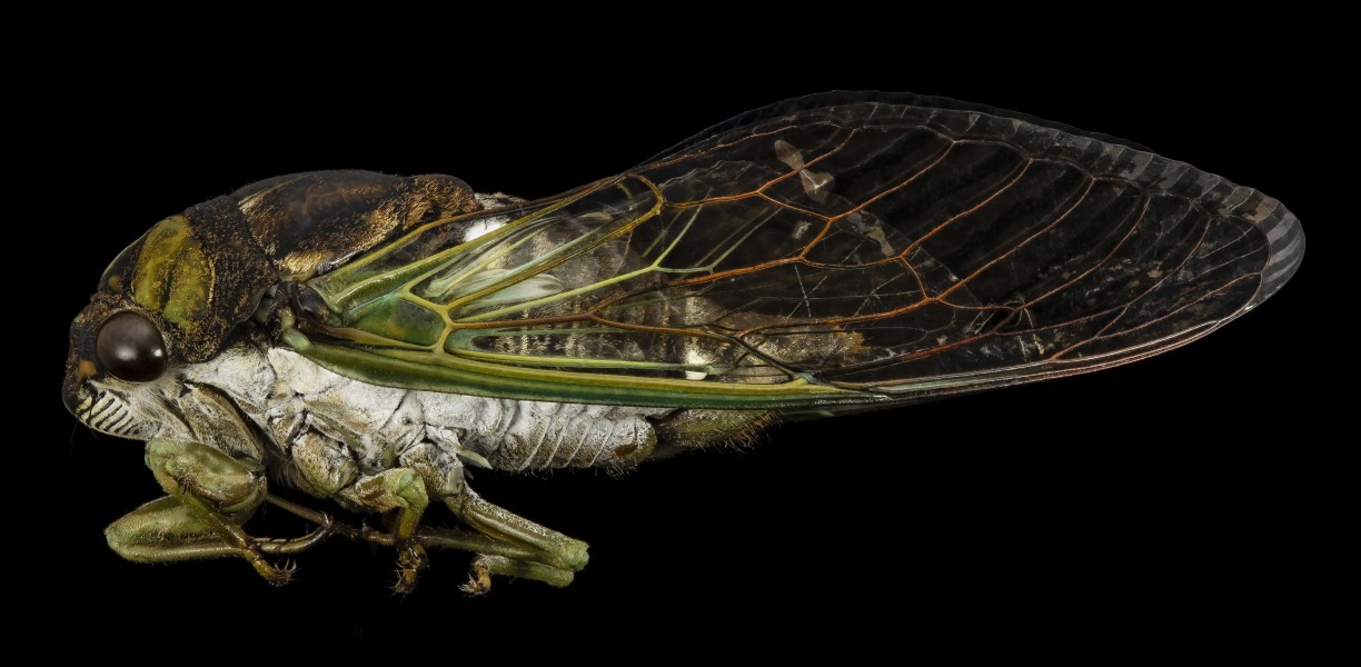 Tibicen tibicen, Cicada, side, md, upper marlboro, pg county 2014-09-02-12.15.50 ZS PMax (14956062628)