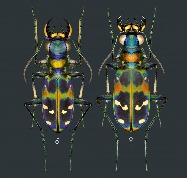 Tiger beetle Cicindela chinensis japonica Thunberg, 1781, male and female