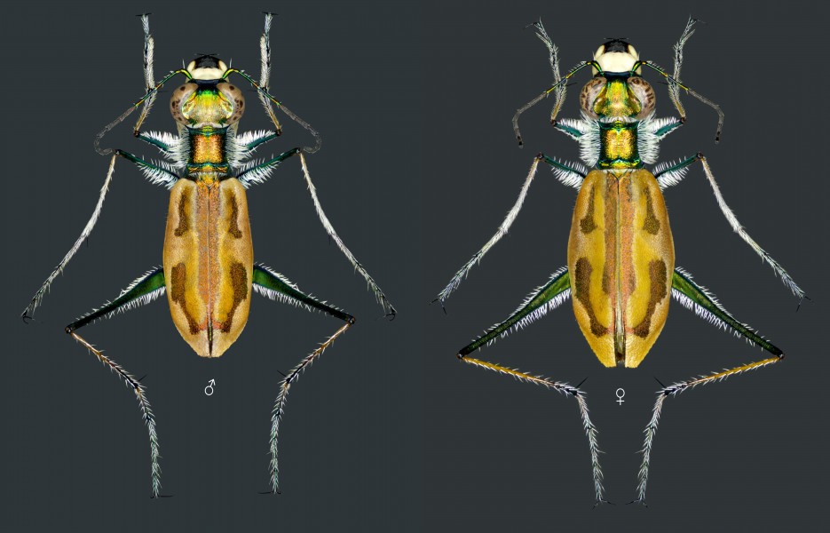 Tiger beetle Hypaetha ornatipennis Schilder, 1953, male and female