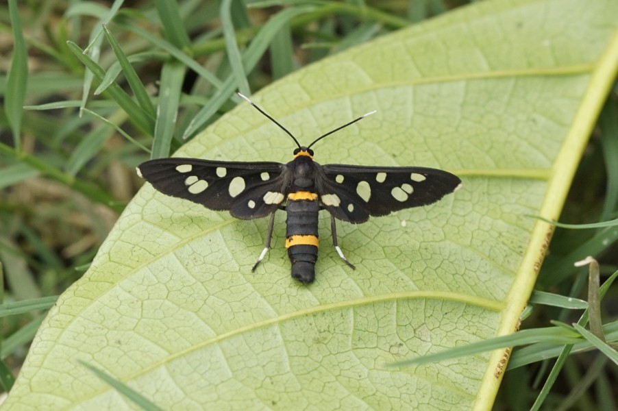 Tiger moth 8206