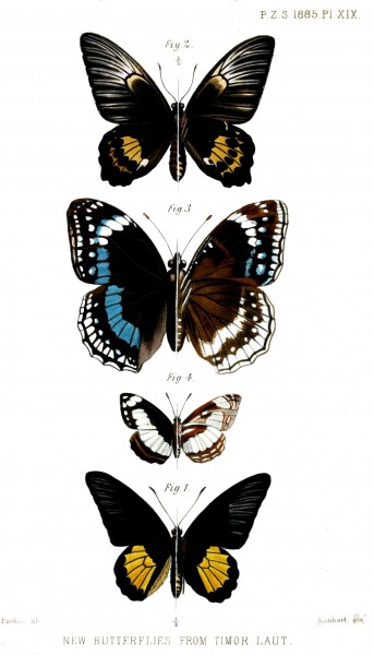 TimorButterflies