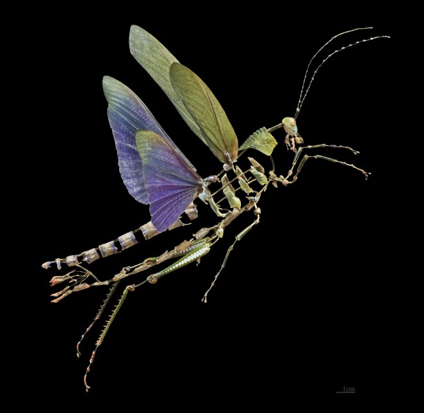 Titanacris