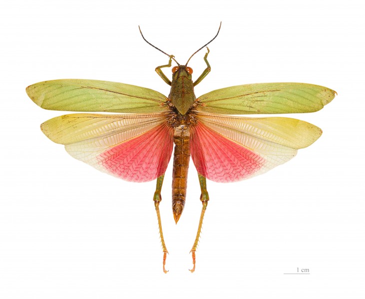 Titanacris picticrus picticrus MHNT