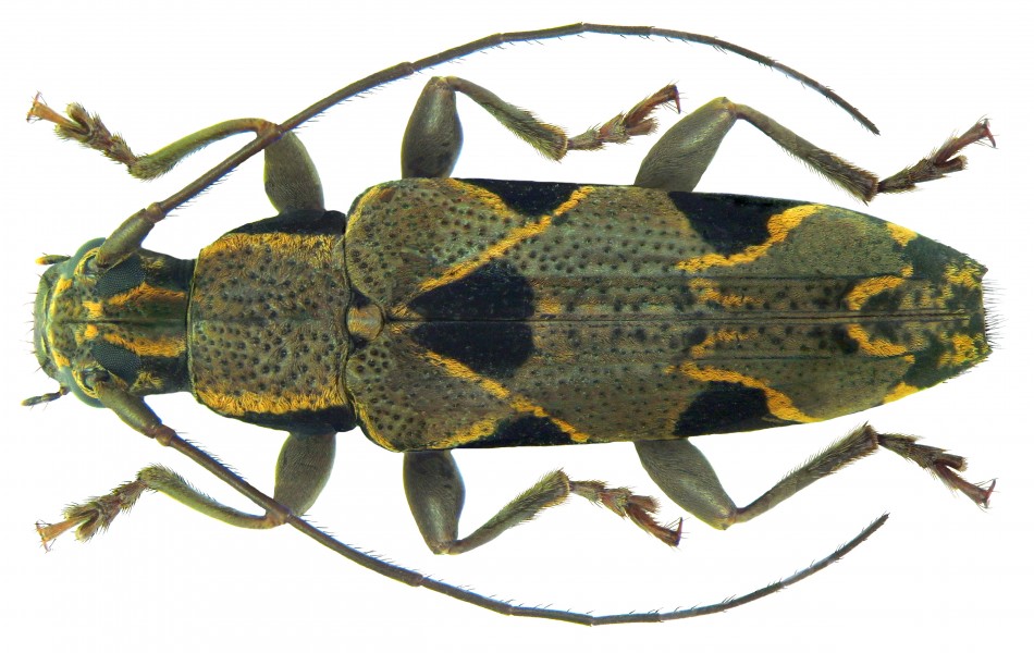 Tmesisternus distinctus Boisduval, 1835 (6708032743)