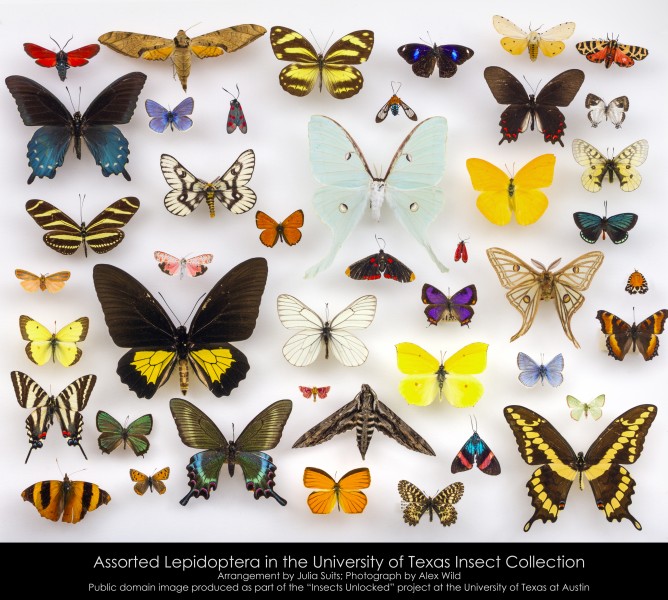 TNHC Lepidoptera (21156920661)