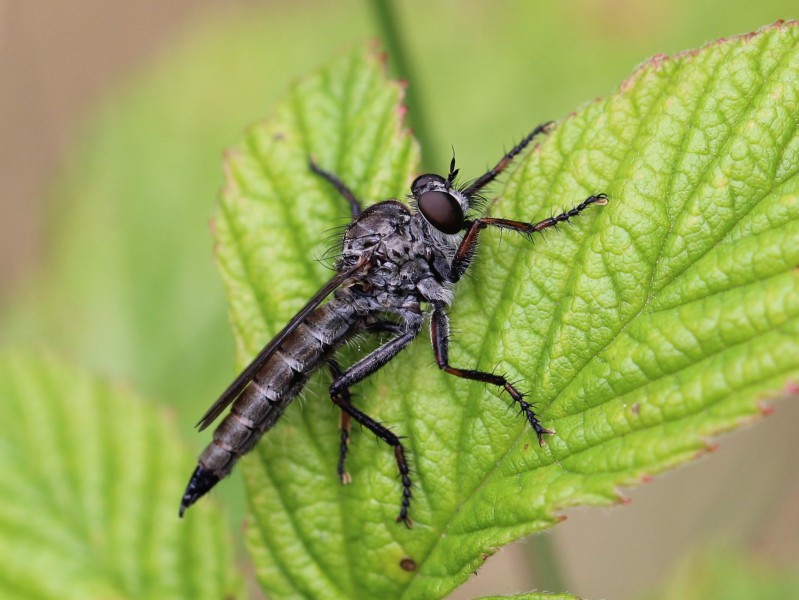 Tolmerus atricapillus 02