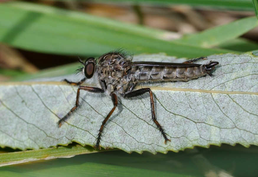Tolmerus atricapillus qtl2