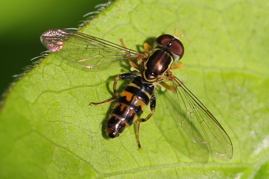 Toxomerus Geminatus, Merrimac Farm Wildlife Management Area, Nokesville, Virginia