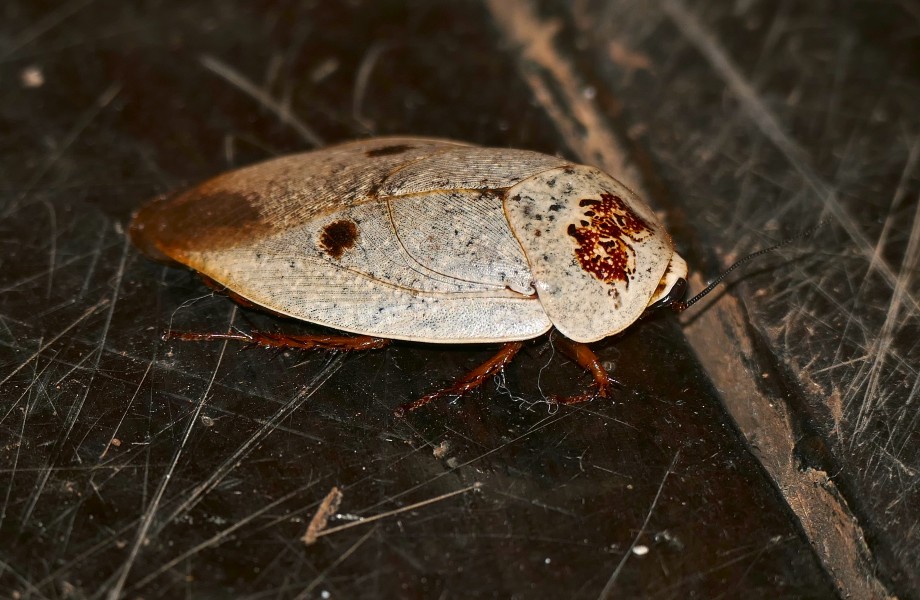 Tree Cockroach (Gyna caffrorum) (16132046263)