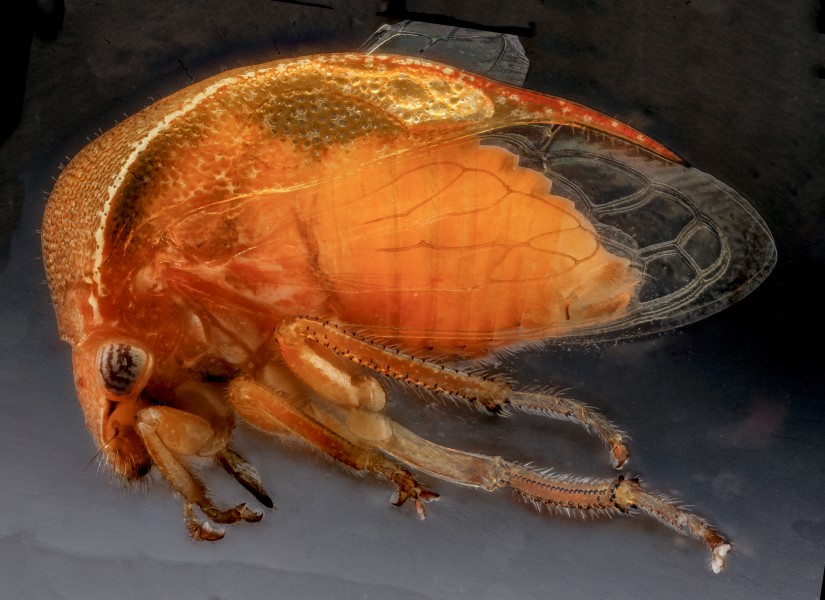 Treehopper Hand Sanitizer, U, side, Dominican Republic 2012-12-11-14.17.47 ZS PMax (11537315476)