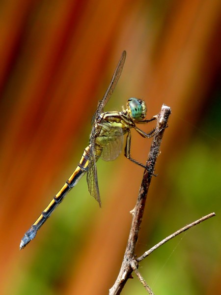 Tri-coloured Marsh Hawk Orthetrum luzonicum Female by kadavoor