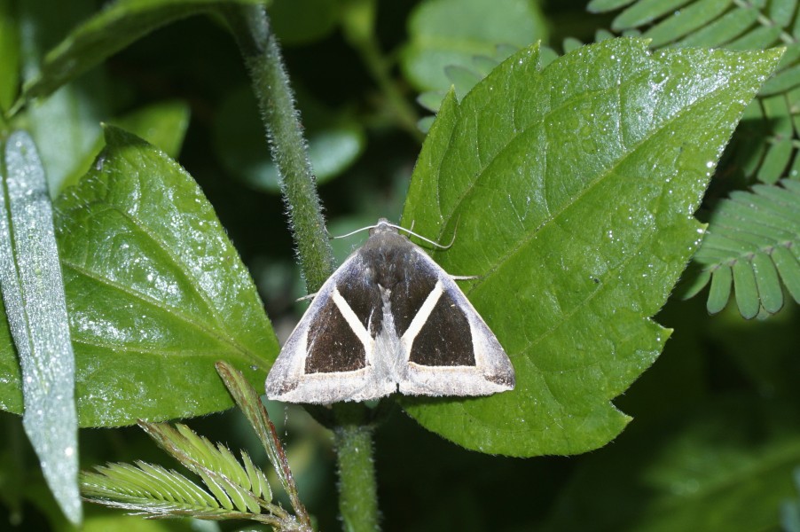 Triangular-striped moth 9150