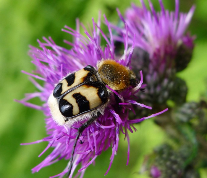 Trichius fasciatus. Scarabaeidae (1) (16093287137)